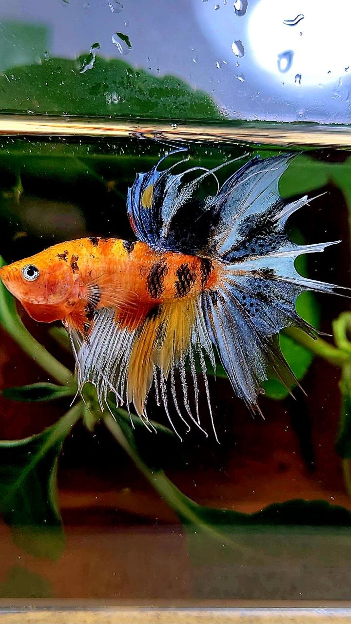 CROWNTAIL YELLOW BASED MULTICOLOR BETTA FISH