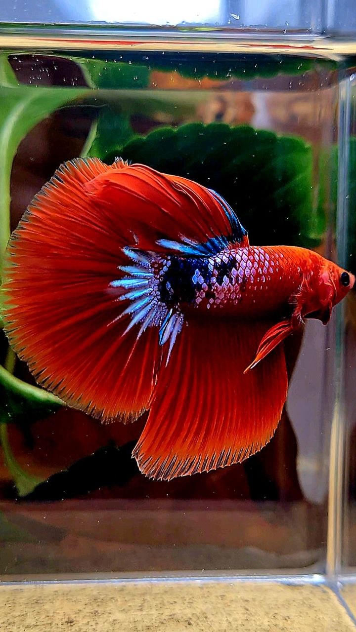 HALFMOON RED HELLBOY FANCY BETTA FISH