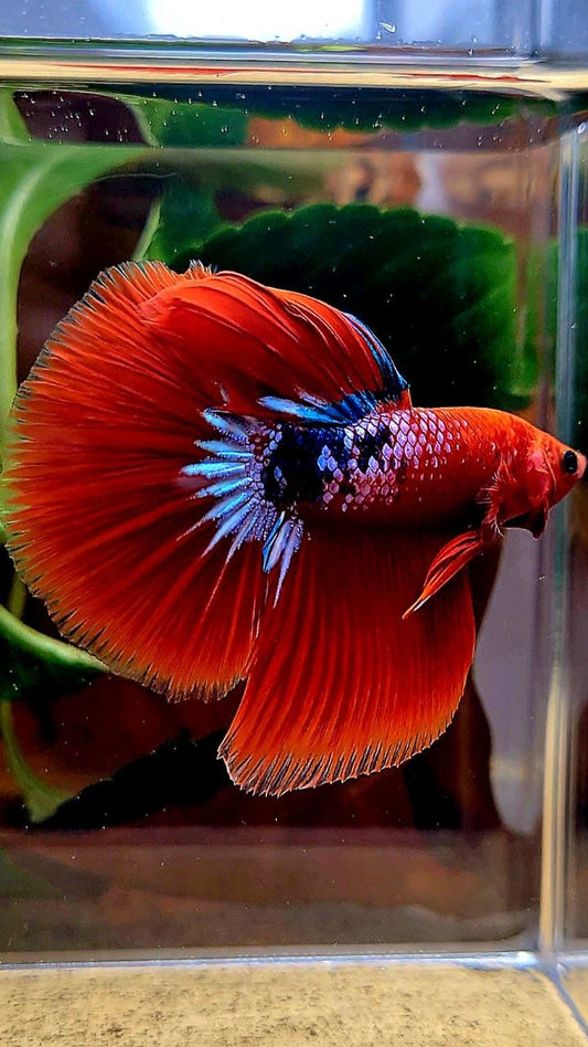 HALFMOON RED HELLBOY FANCY BETTA FISH