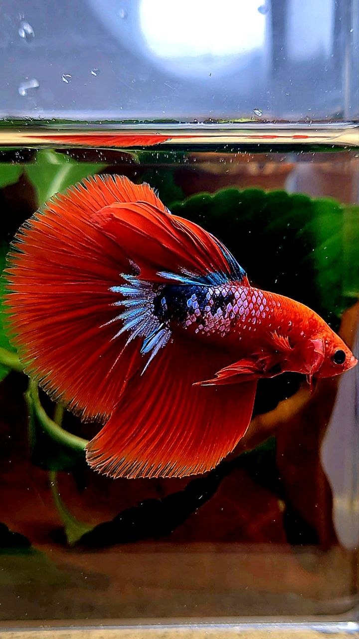 HALFMOON RED HELLBOY FANCY BETTA FISH