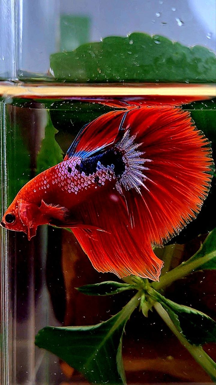 HALFMOON RED HELLBOY FANCY BETTA FISH