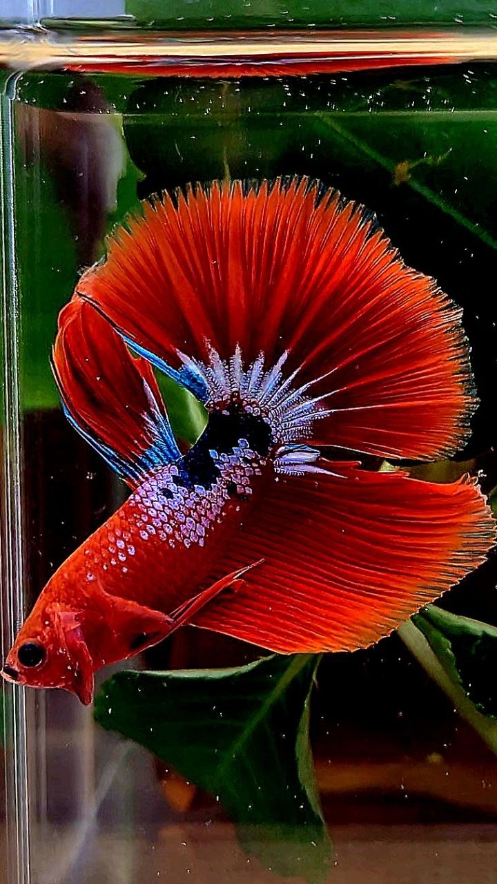 HALFMOON RED HELLBOY FANCY BETTA FISH