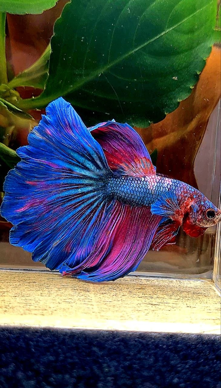 HALFMOON PURPLE BLUE FANCY BETTA FISH