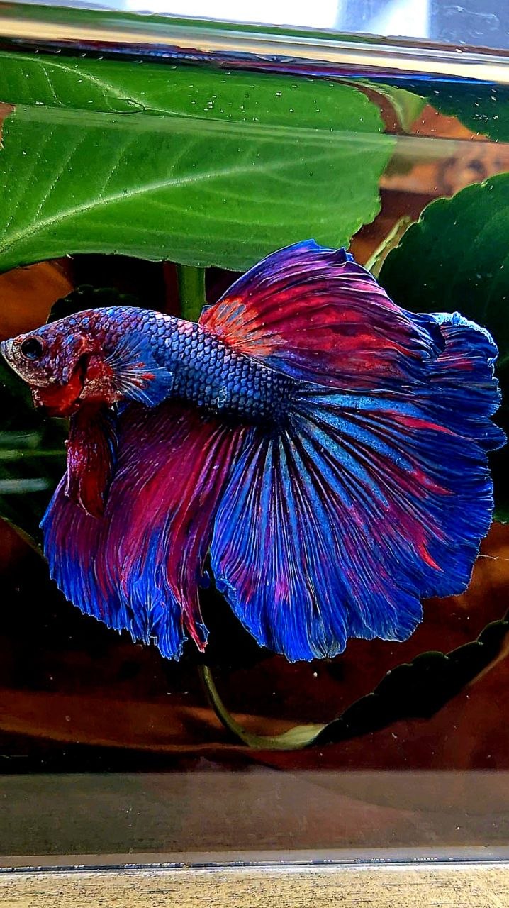 HALFMOON PURPLE BLUE FANCY BETTA FISH