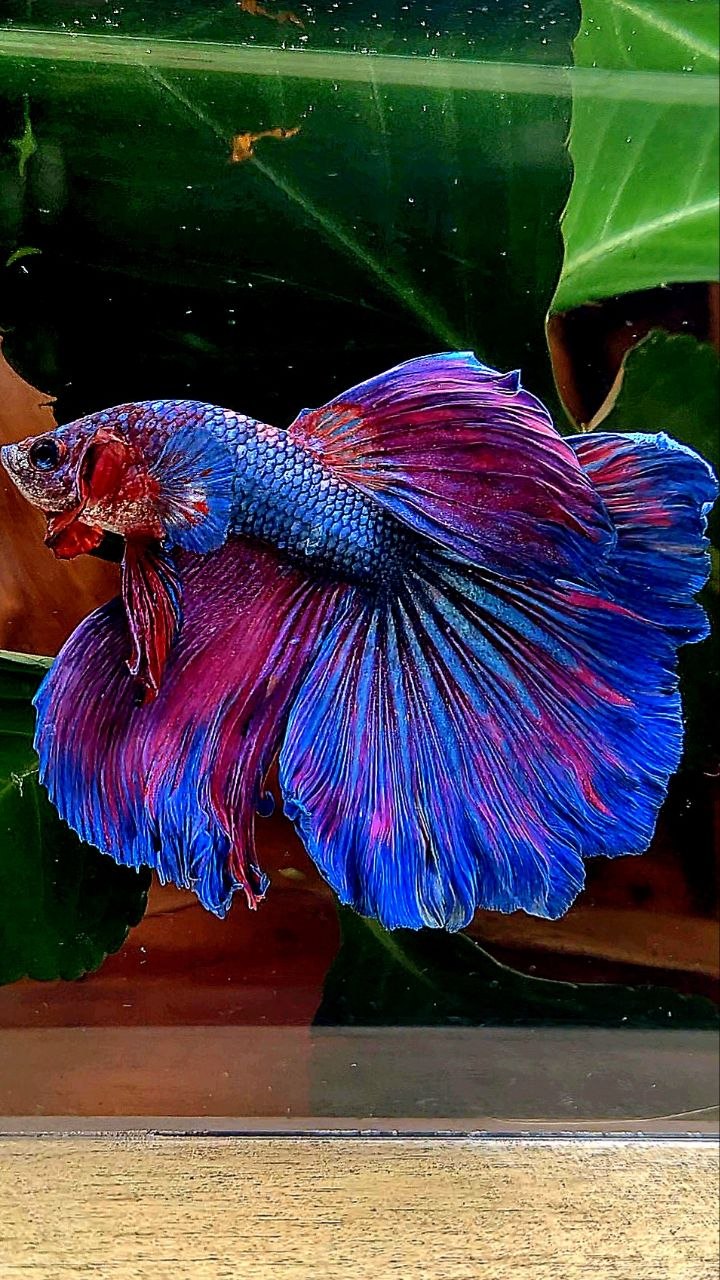 HALFMOON PURPLE BLUE FANCY BETTA FISH