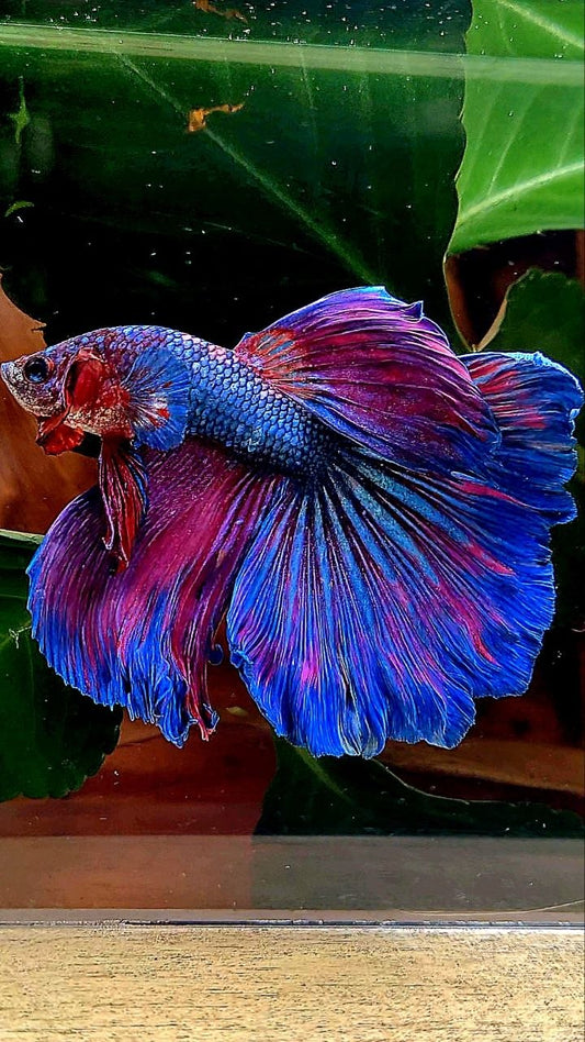 HALFMOON PURPLE BLUE FANCY BETTA FISH