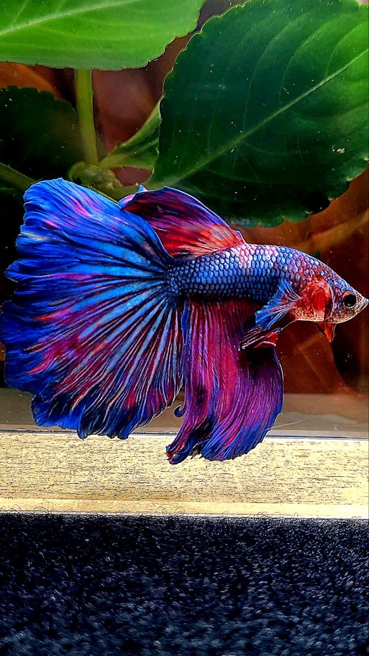 HALFMOON PURPLE BLUE FANCY BETTA FISH