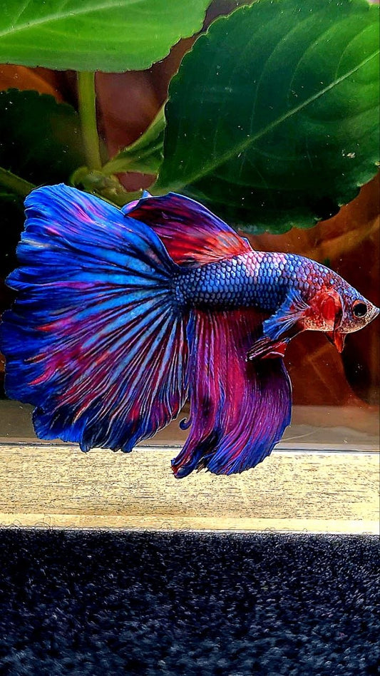 HALFMOON PURPLE BLUE FANCY BETTA FISH