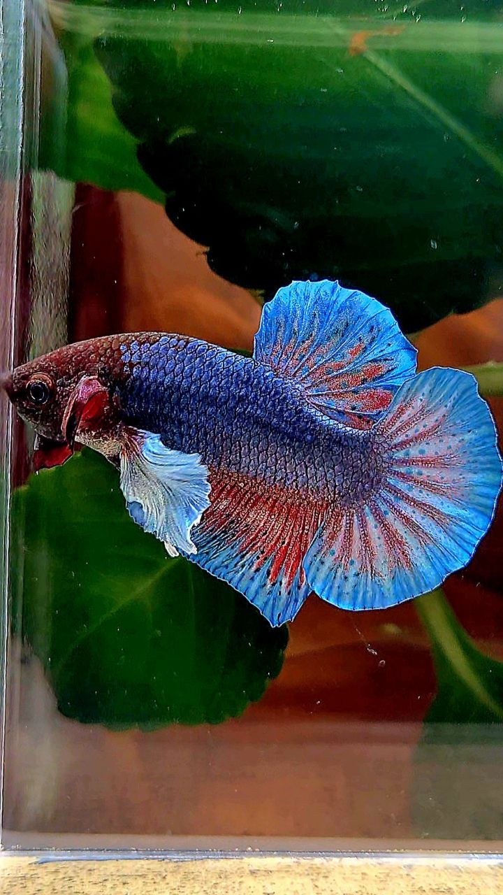 PLAKAT DUMBO EAR DARK BLUE RED BETTA FISH