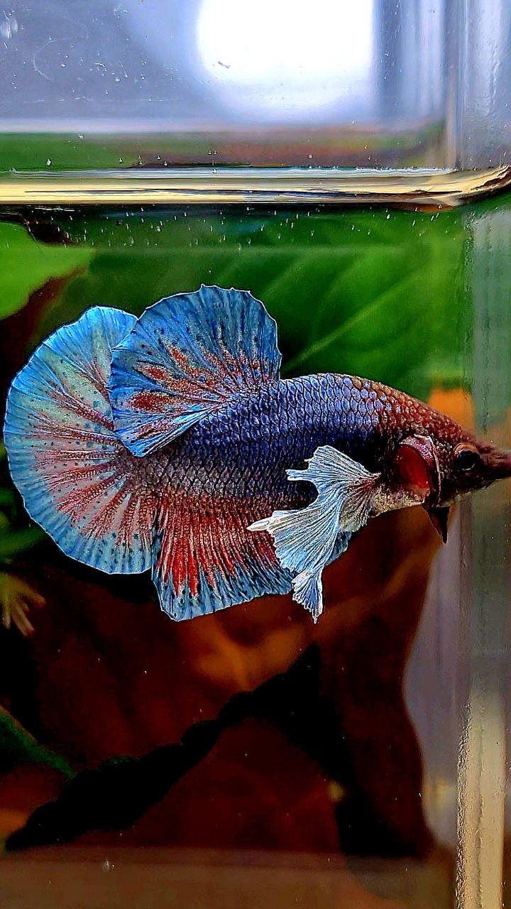 PLAKAT DUMBO EAR DARK BLUE RED BETTA FISH