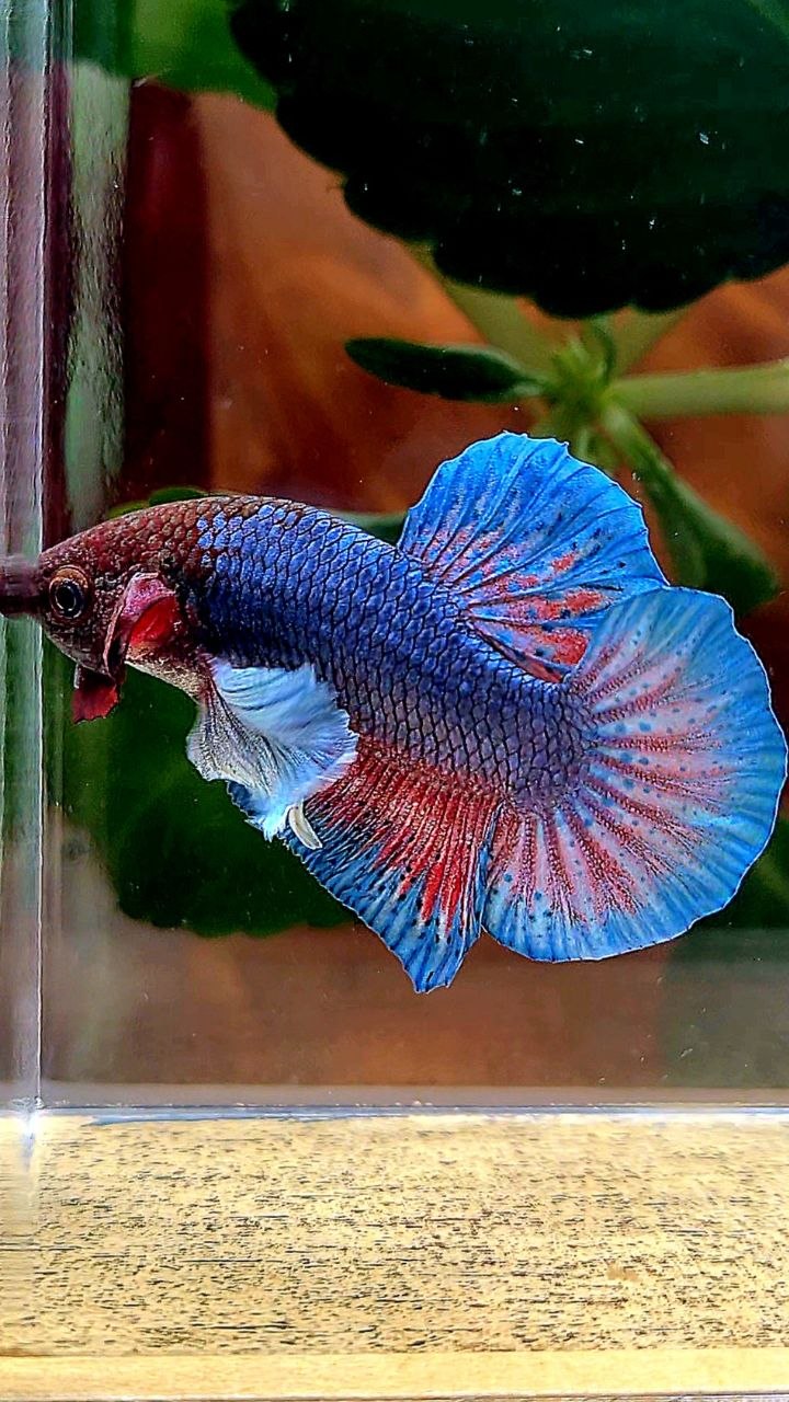 PLAKAT DUMBO EAR DARK BLUE RED BETTA FISH