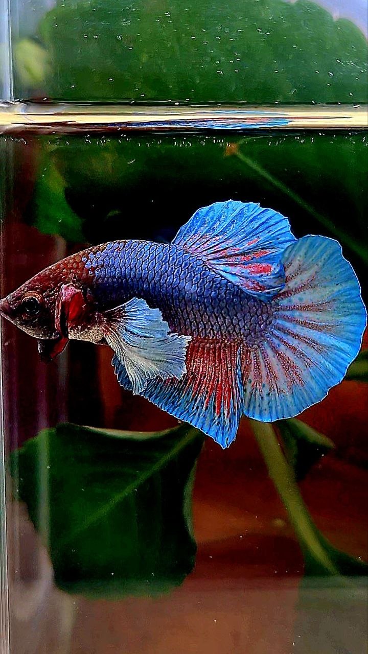 PLAKAT DUMBO EAR DARK BLUE RED BETTA FISH