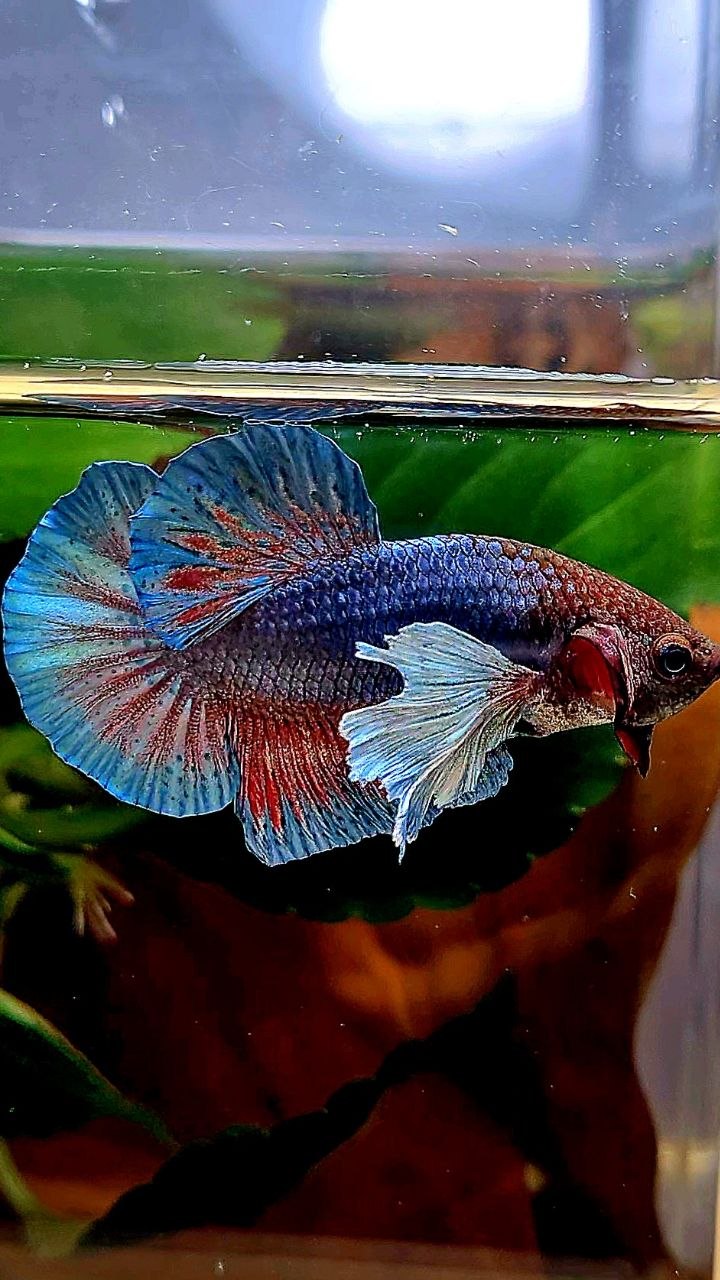 PLAKAT DUMBO EAR DARK BLUE RED BETTA FISH