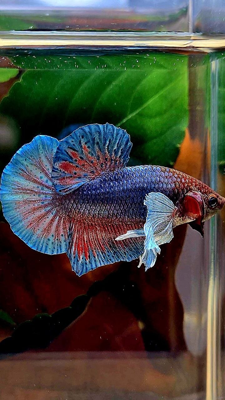 PLAKAT DUMBO EAR DARK BLUE RED BETTA FISH