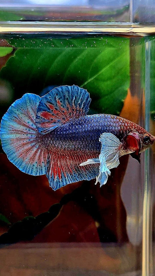 PLAKAT DUMBO EAR DARK BLUE RED BETTA FISH