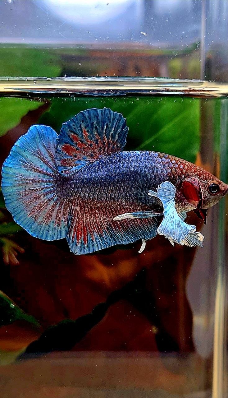 PLAKAT DUMBO EAR DARK BLUE RED BETTA FISH