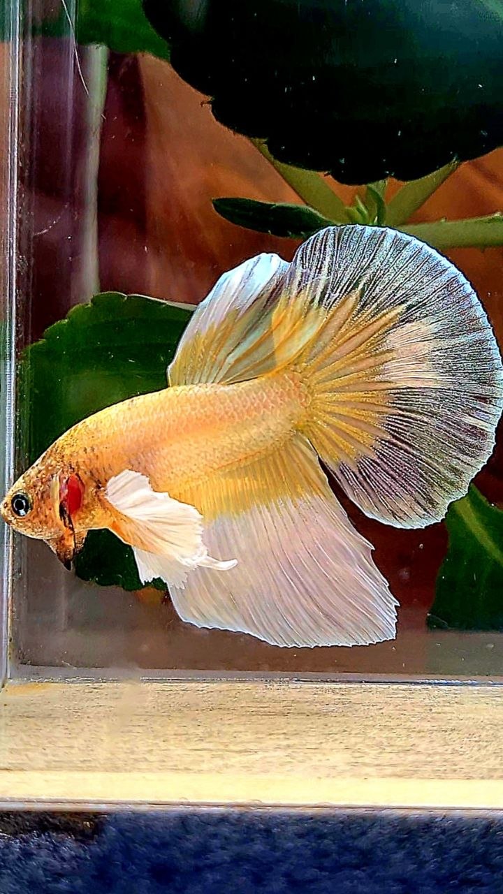 HALFMOON DUMBO EAR GOLD BUTTERFLY BETTA FISH