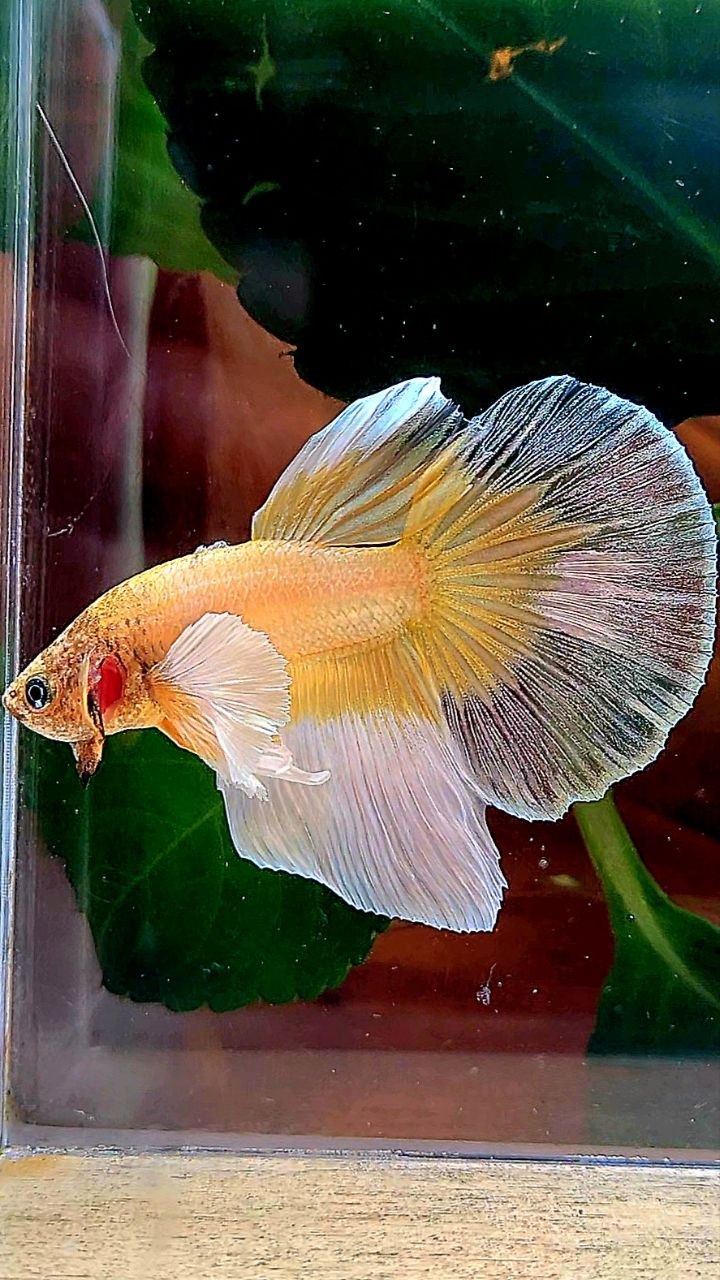 HALFMOON DUMBO EAR GOLD BUTTERFLY BETTA FISH