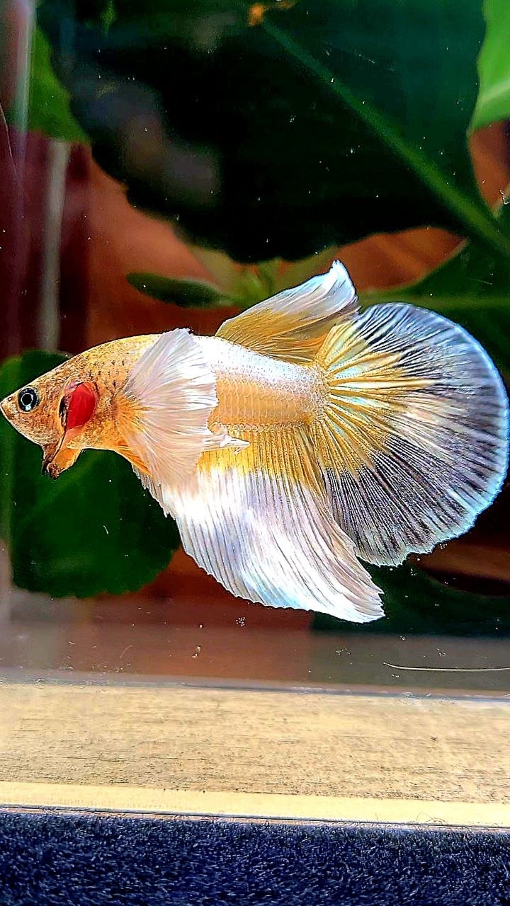 HALFMOON DUMBO EAR GOLD BUTTERFLY BETTA FISH