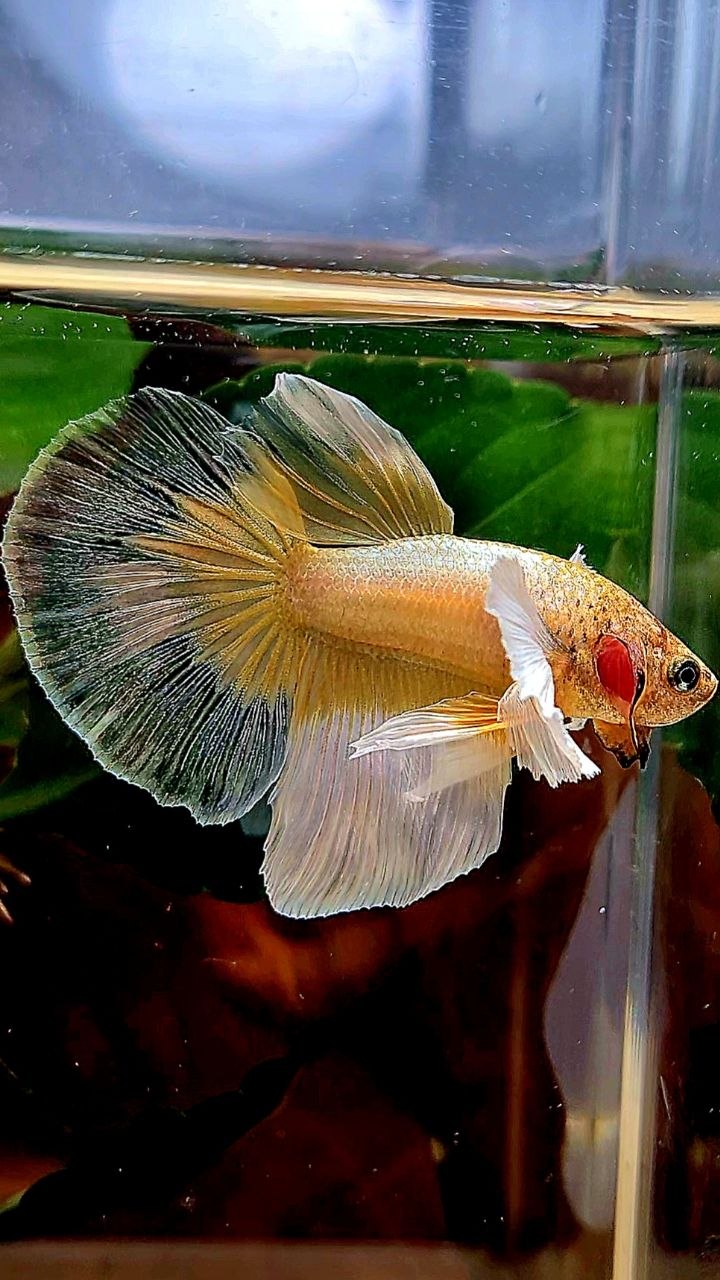 HALFMOON DUMBO EAR GOLD BUTTERFLY BETTA FISH