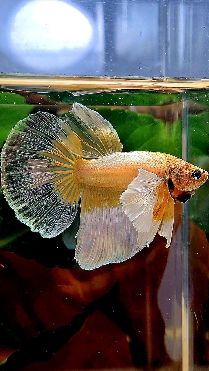 HALFMOON DUMBO EAR GOLD BUTTERFLY BETTA FISH