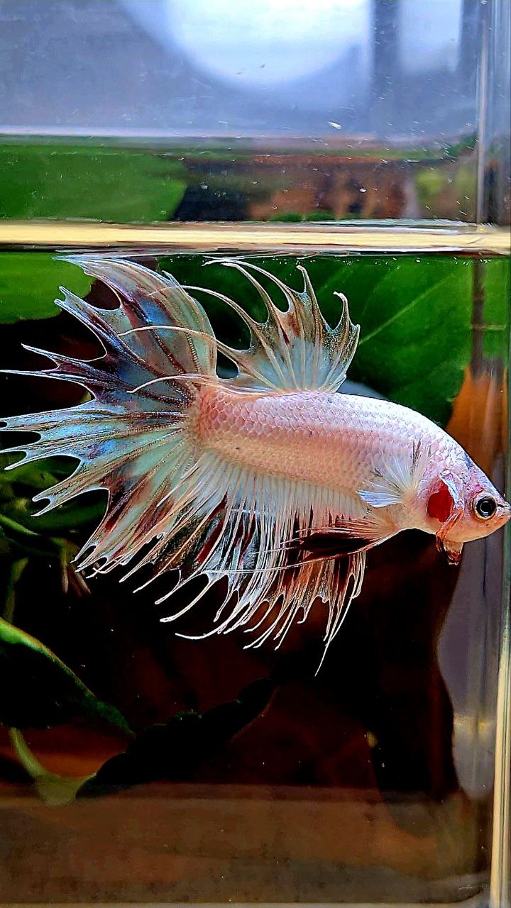 CROWNTAIL ARMAGEDDON VANDA BETTA FISH