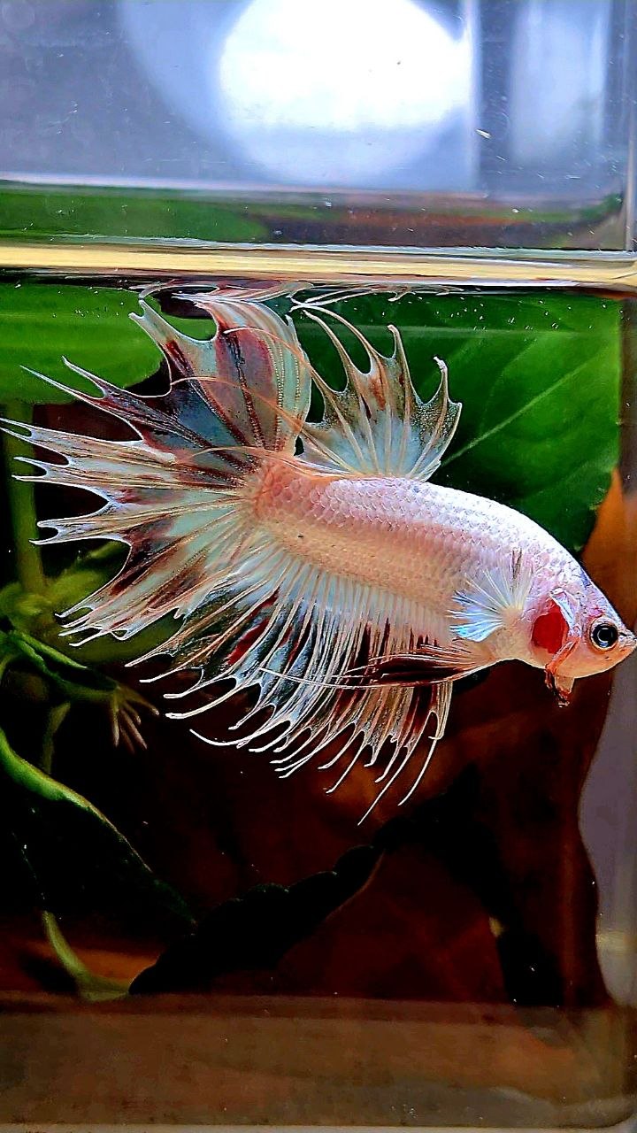 CROWNTAIL ARMAGEDDON VANDA BETTA FISH