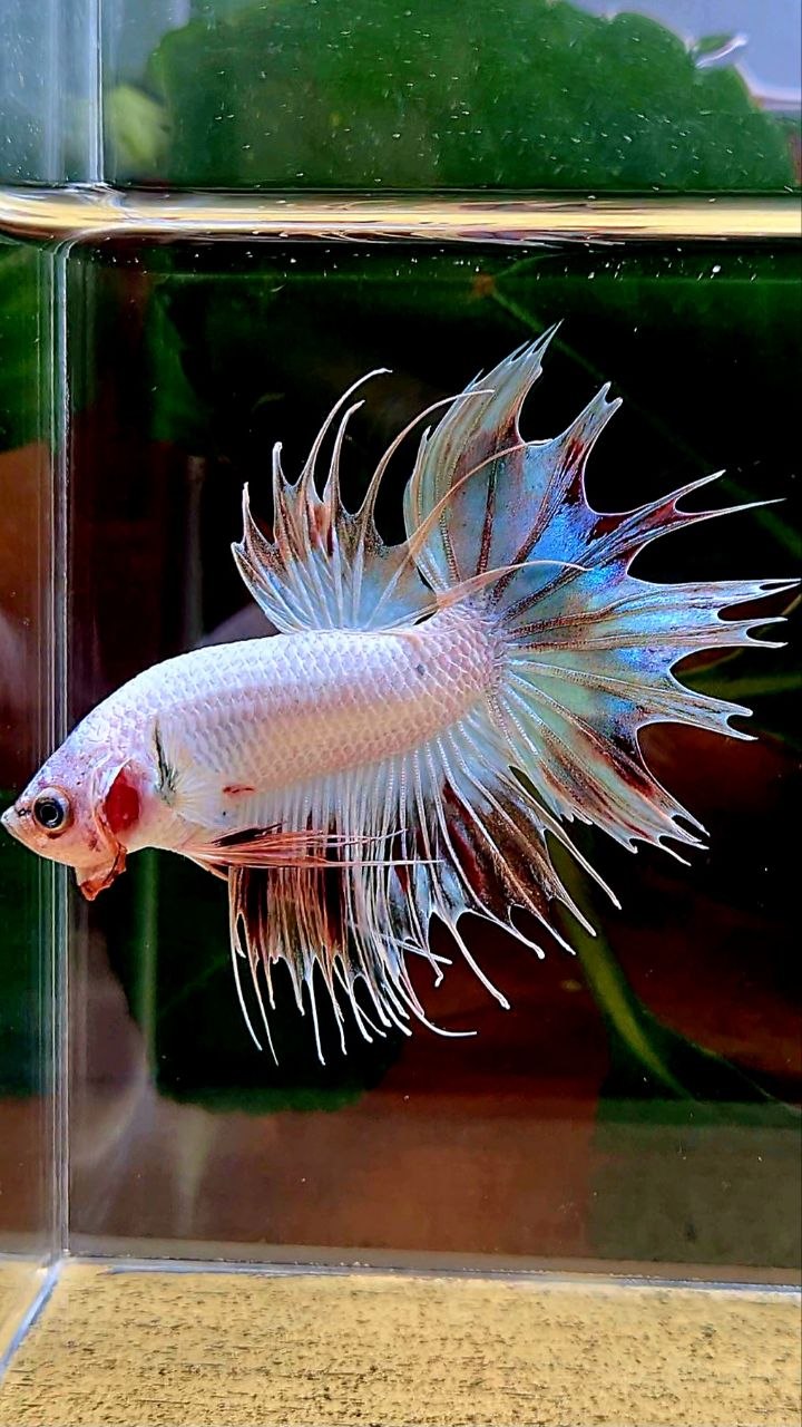 CROWNTAIL ARMAGEDDON VANDA BETTA FISH