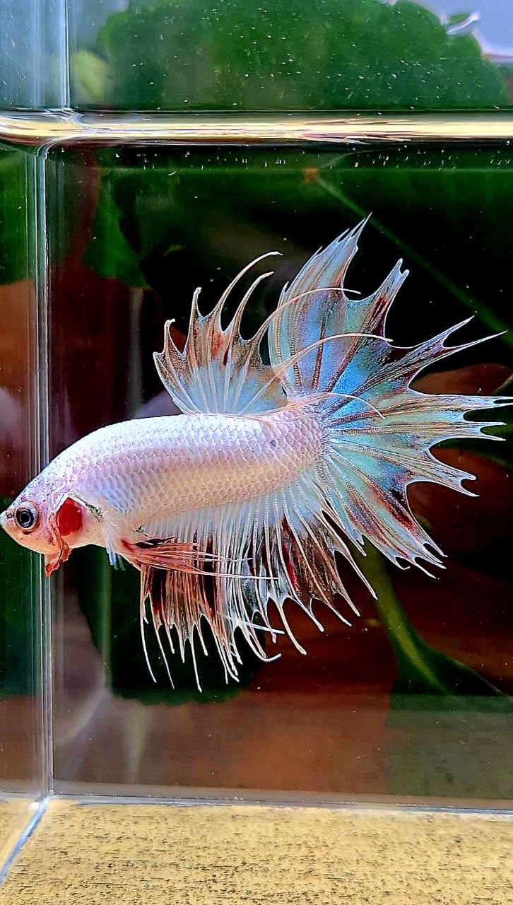 CROWNTAIL ARMAGEDDON VANDA BETTA FISH