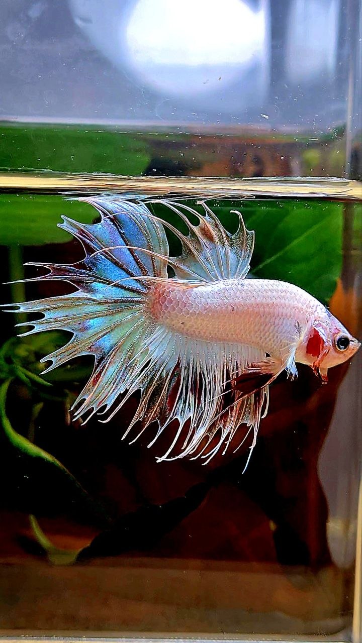 CROWNTAIL ARMAGEDDON VANDA BETTA FISH