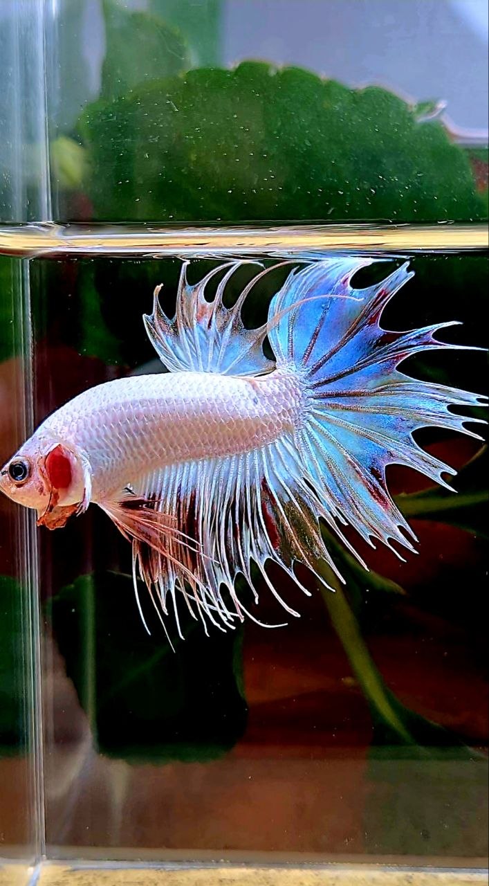 CROWNTAIL ARMAGEDDON VANDA BETTA FISH