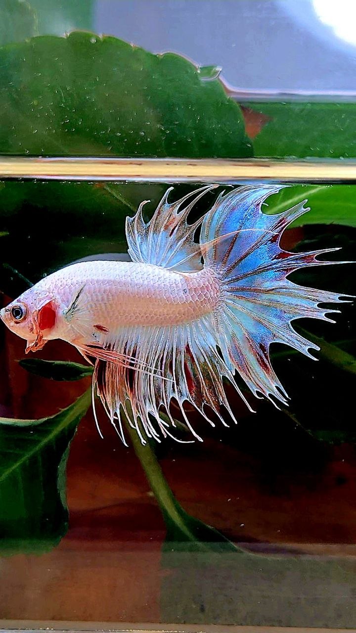 CROWNTAIL ARMAGEDDON VANDA BETTA FISH