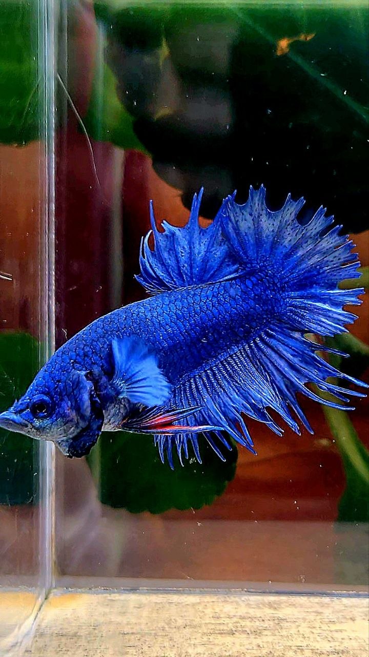 CROWNTAIL PLAKAT BLUE BETTA FISH