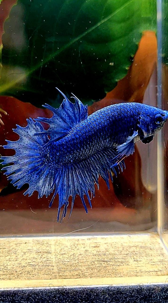 CROWNTAIL PLAKAT BLUE BETTA FISH