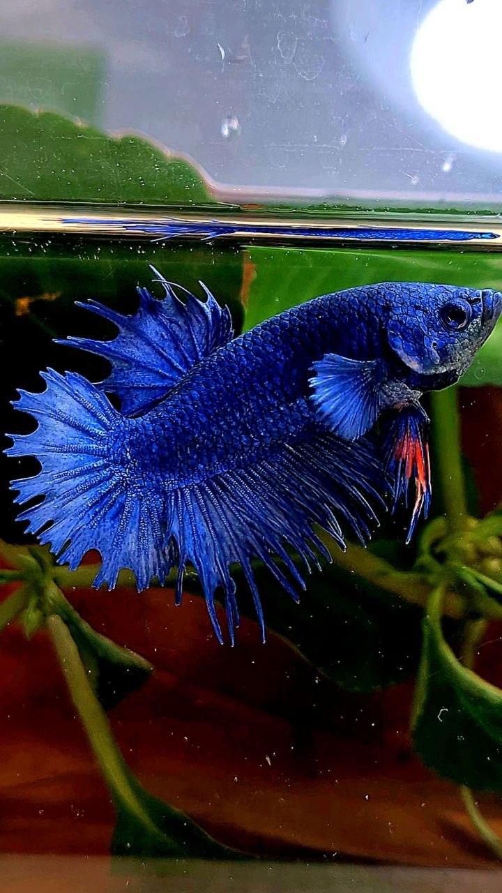 CROWNTAIL PLAKAT BLUE BETTA FISH
