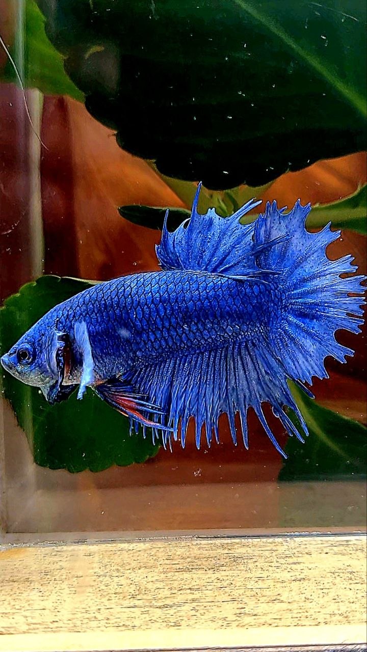 CROWNTAIL PLAKAT BLUE BETTA FISH
