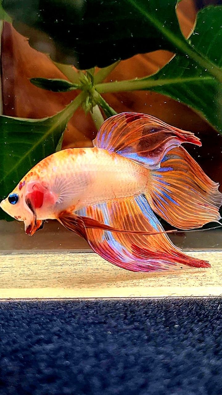 XL VEILTAIL AOC ORANGE FIRE BETTA FISH