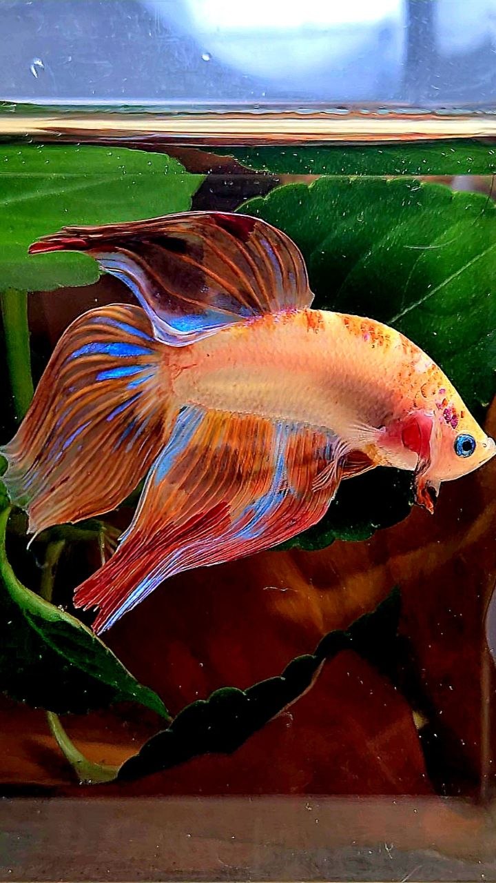 XL VEILTAIL AOC ORANGE FIRE BETTA FISH