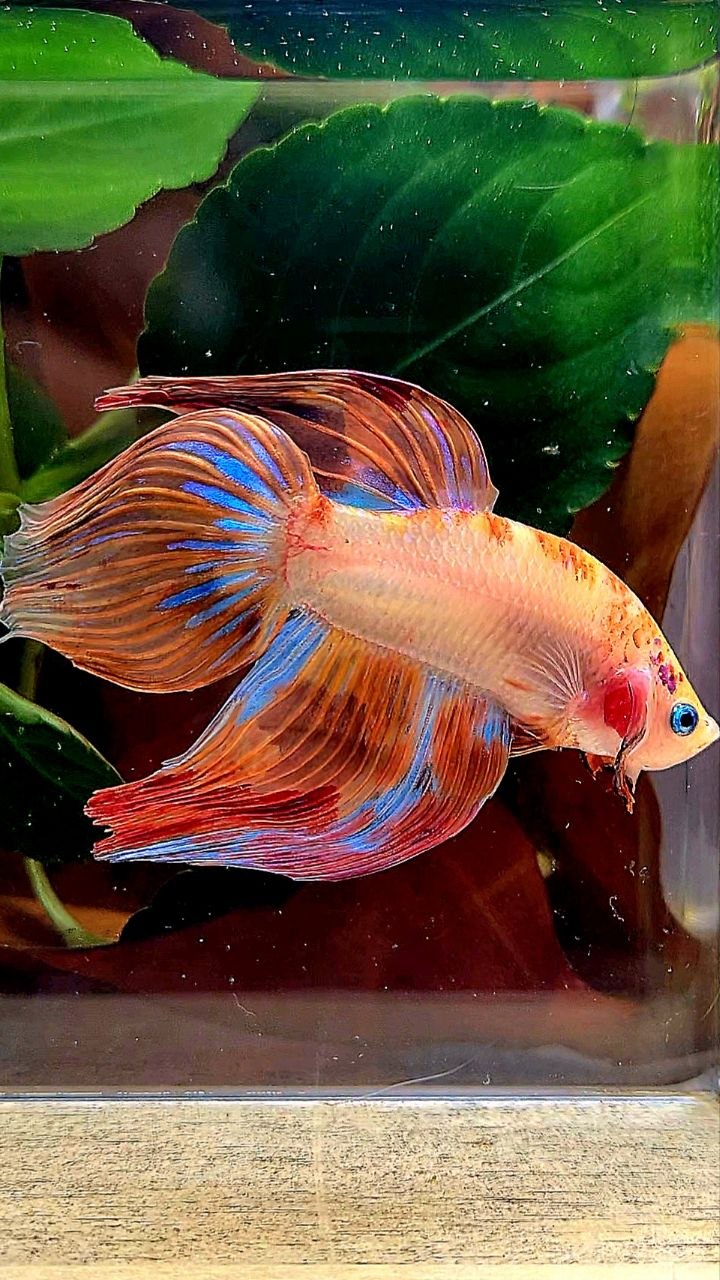 XL VEILTAIL AOC ORANGE FIRE BETTA FISH