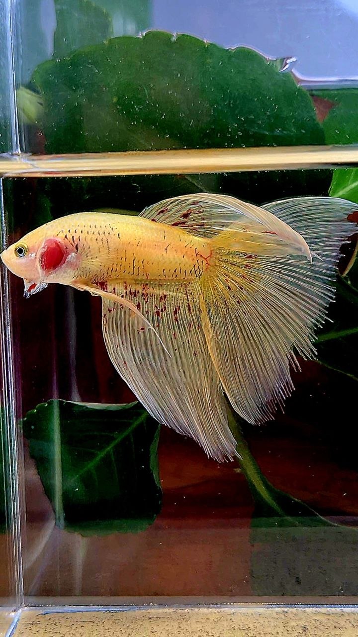HALFMOON YELLOW VANDA BETTA FISH