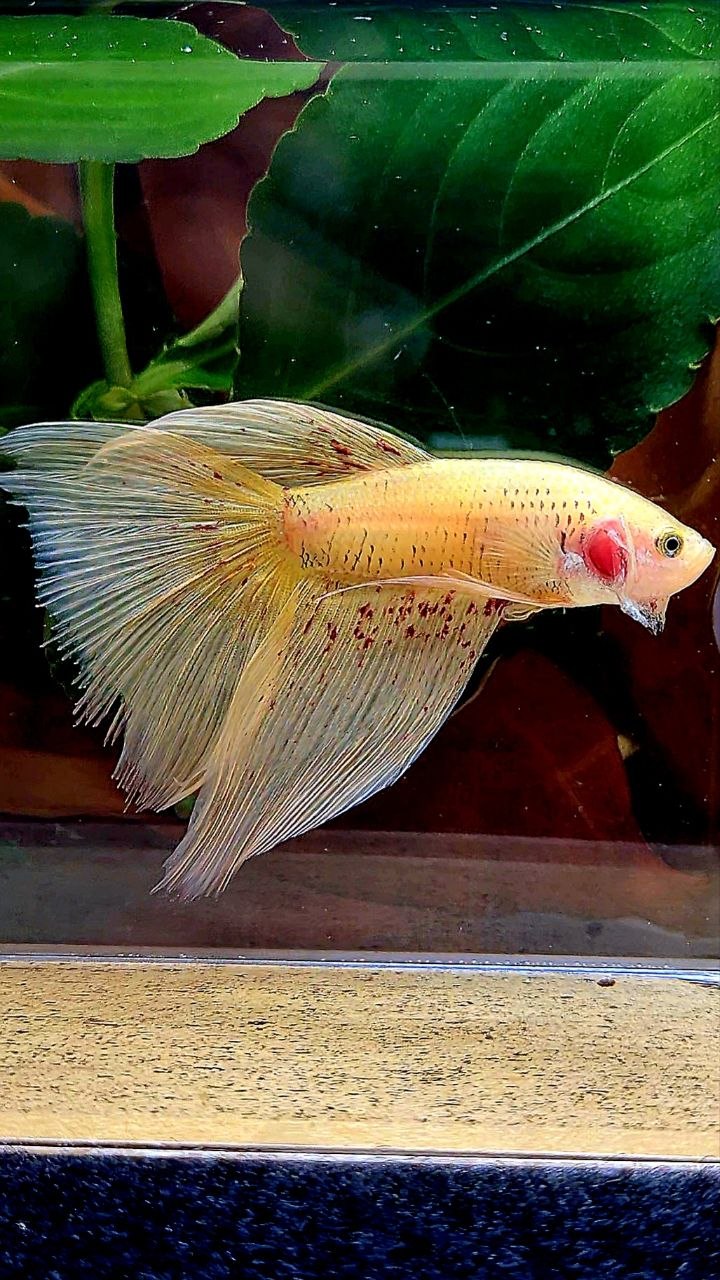 HALFMOON YELLOW VANDA BETTA FISH