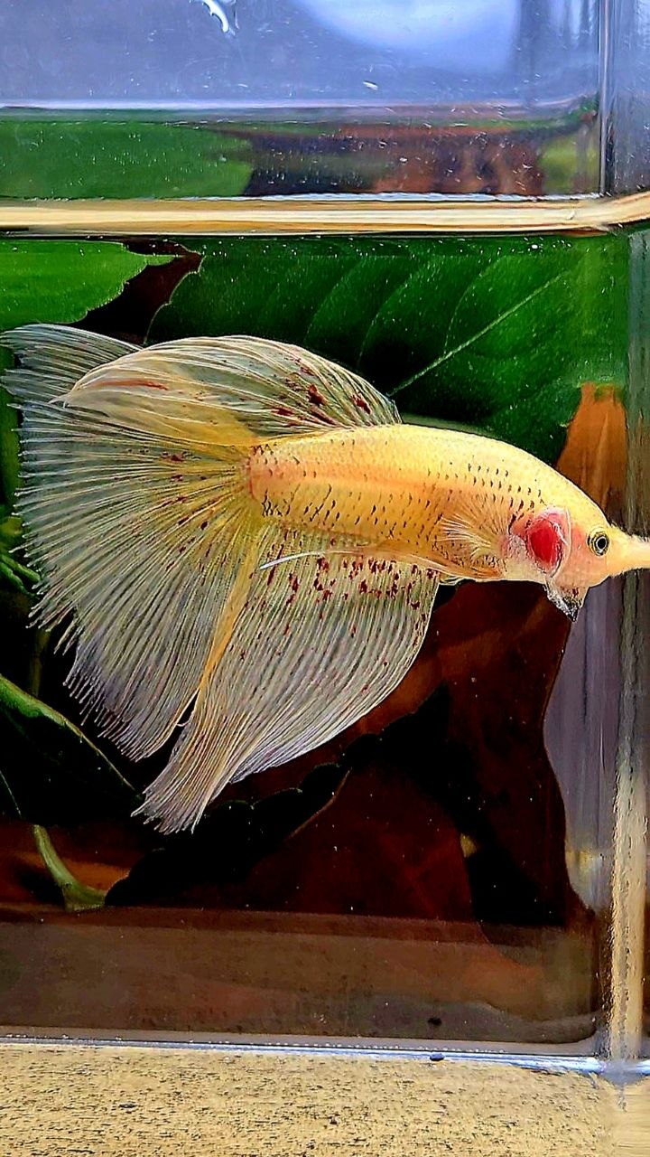 HALFMOON YELLOW VANDA BETTA FISH