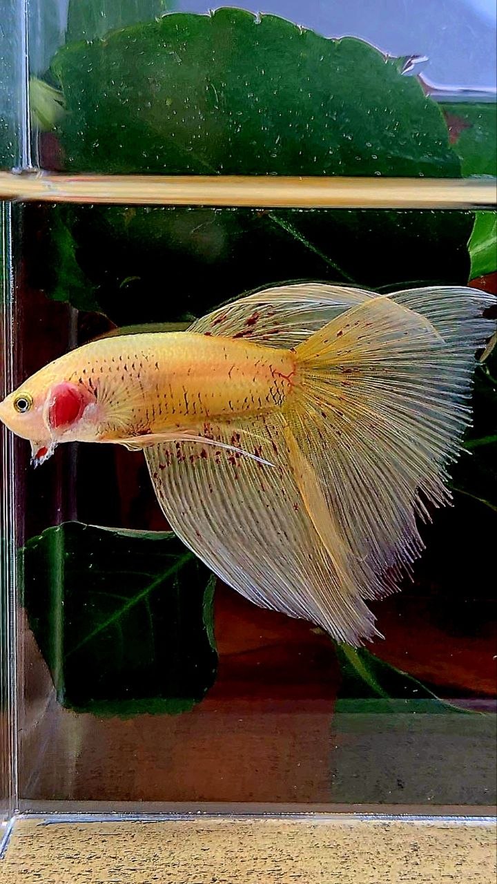 HALFMOON YELLOW VANDA BETTA FISH