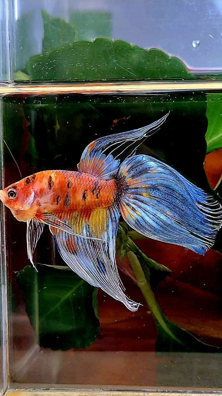 VEILTAIL YELLOW ORANGE BOLD MULTICOLOR BETTA FISH