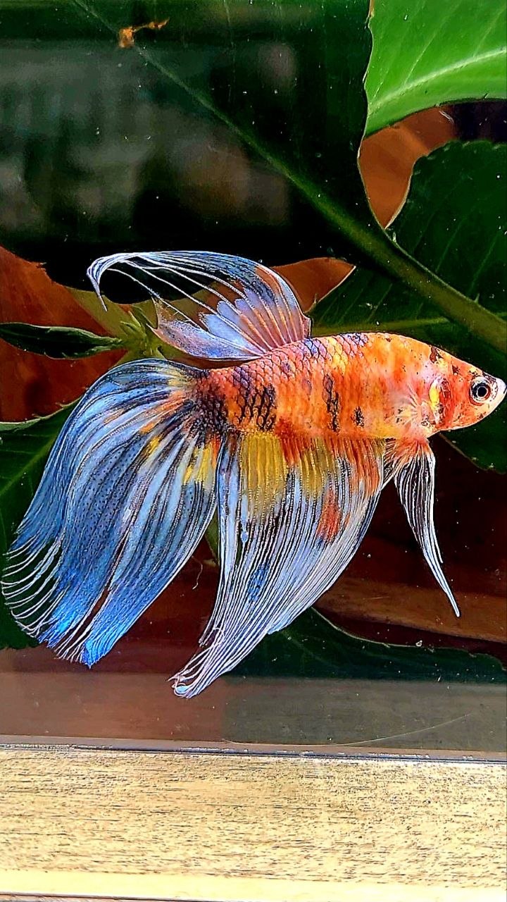 VEILTAIL YELLOW ORANGE BOLD MULTICOLOR BETTA FISH