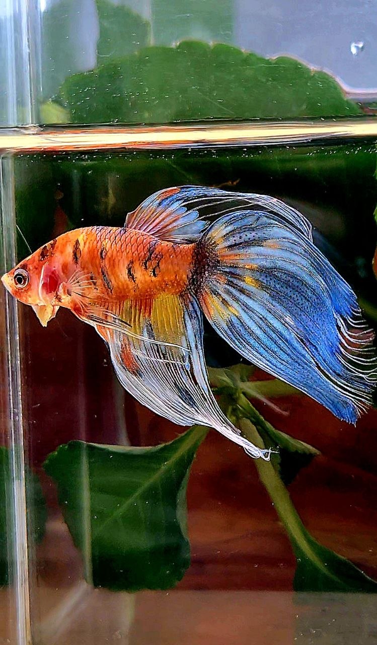 VEILTAIL YELLOW ORANGE BOLD MULTICOLOR BETTA FISH
