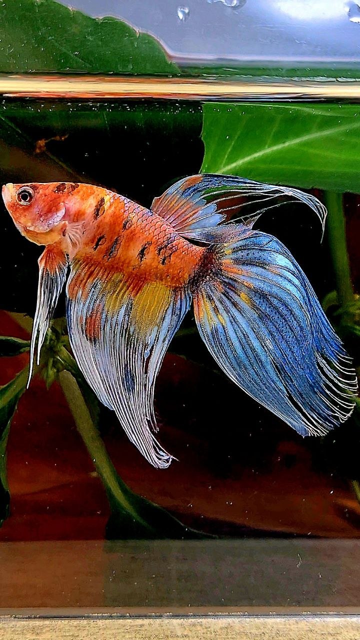 VEILTAIL YELLOW ORANGE BOLD MULTICOLOR BETTA FISH