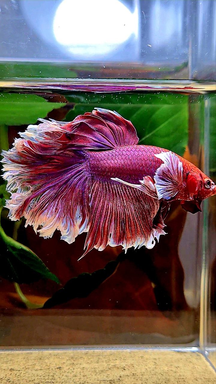 HALFMOON FEATHER TAIL BIG EAR PURPLE LAVENDER BETTA FISH