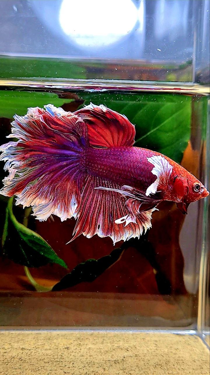 HALFMOON FEATHER TAIL BIG EAR PURPLE LAVENDER BETTA FISH