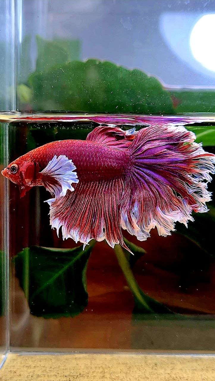 HALFMOON FEATHER TAIL BIG EAR PURPLE LAVENDER BETTA FISH